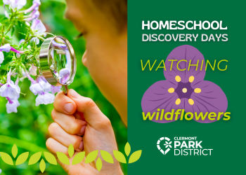 Homeschool Discovery Day: wildflowers